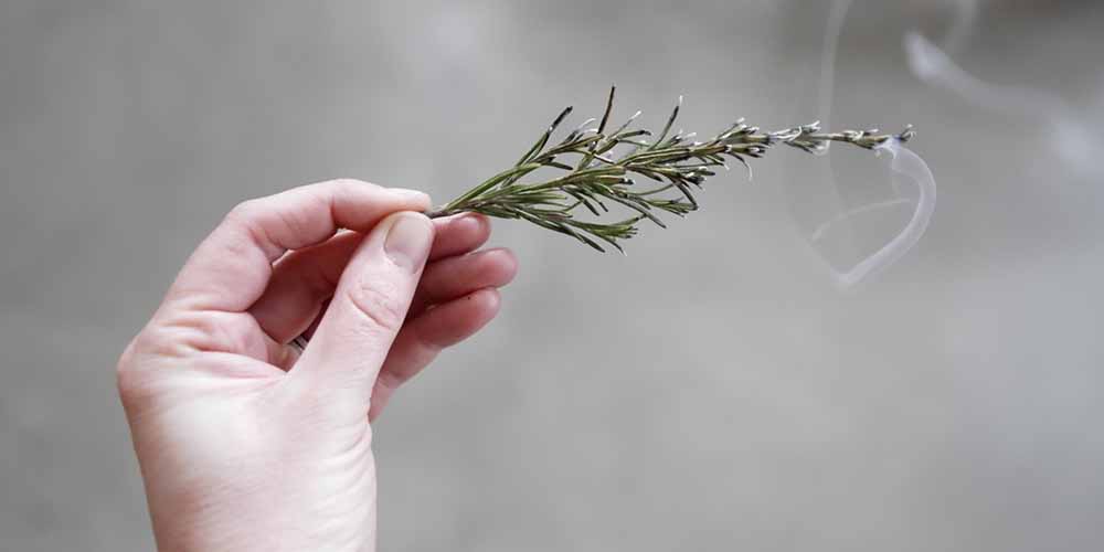 艾草真的可以驅蚊嗎？