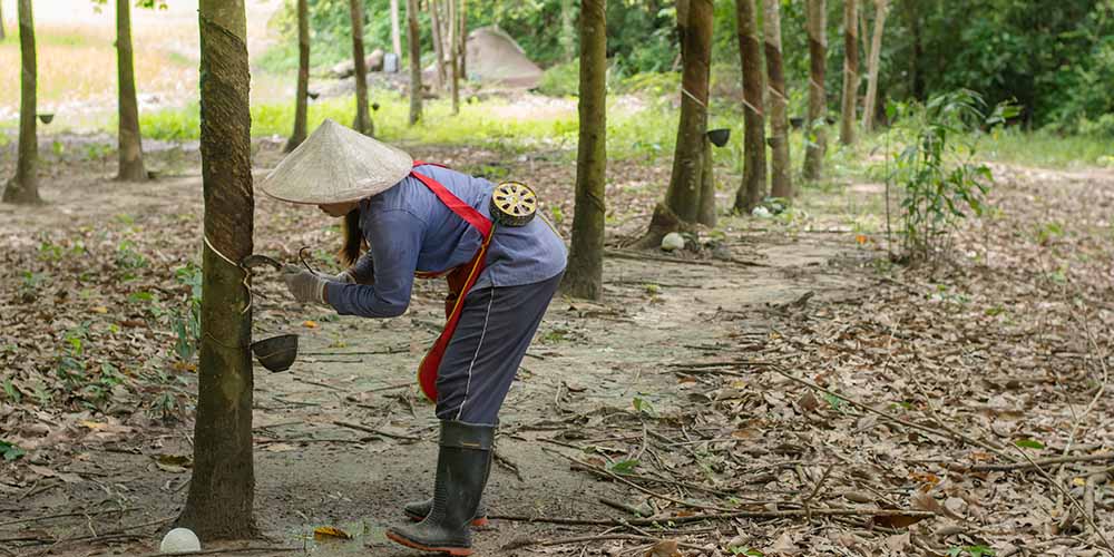 新山檀香味道比老山好?