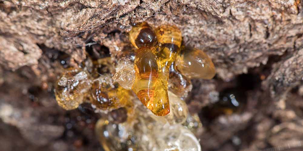 琥珀是什麼？